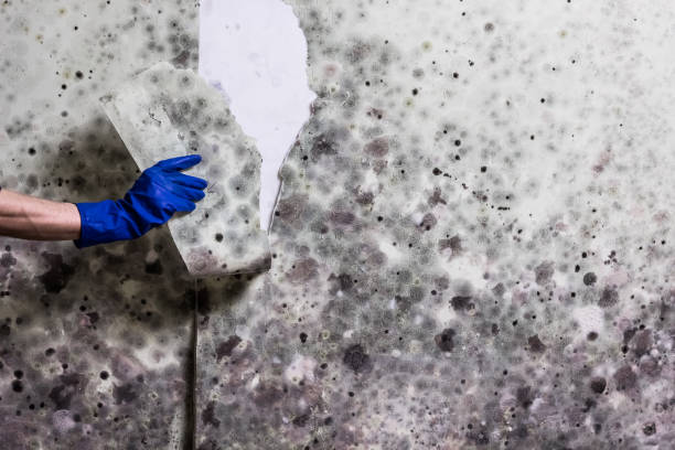 Professional Mold Removal in Hallsville, TX